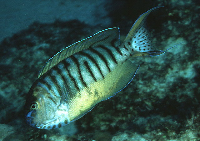 Genicanthus semicinctus